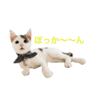 猫のサスケ 2（個別スタンプ：2）