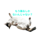猫のサスケ 2（個別スタンプ：3）
