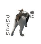 猫のサスケ 2（個別スタンプ：4）