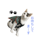 猫のサスケ 2（個別スタンプ：5）