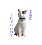 猫のサスケ 2（個別スタンプ：6）
