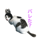 猫のサスケ 2（個別スタンプ：7）