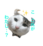 猫のサスケ 2（個別スタンプ：8）