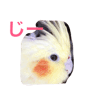 オカメインコのるびー4（個別スタンプ：2）