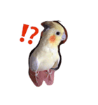 オカメインコのるびー4（個別スタンプ：3）