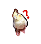 オカメインコのるびー4（個別スタンプ：4）