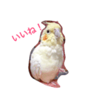 オカメインコのるびー4（個別スタンプ：5）