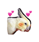 オカメインコのるびー4（個別スタンプ：6）