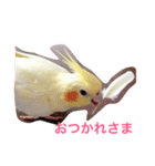 オカメインコのるびー4（個別スタンプ：7）