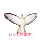 オカメインコのるびー4（個別スタンプ：8）