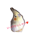 オカメインコのるびー4（個別スタンプ：9）