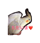 オカメインコのるびー4（個別スタンプ：10）