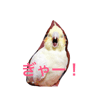 オカメインコのるびー4（個別スタンプ：11）