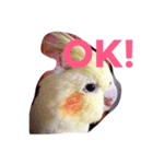 オカメインコのるびー4（個別スタンプ：12）