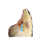オカメインコのるびー4（個別スタンプ：13）