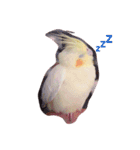 オカメインコのるびー4（個別スタンプ：15）