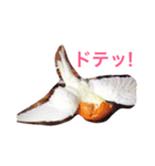 オカメインコのるびー4（個別スタンプ：16）