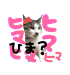 猫のうめっち（個別スタンプ：26）