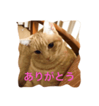 サランちゃんの猫スタンプ（個別スタンプ：2）