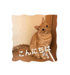 サランちゃんの猫スタンプ（個別スタンプ：4）