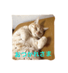 サランちゃんの猫スタンプ（個別スタンプ：5）