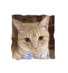 サランちゃんの猫スタンプ（個別スタンプ：6）
