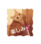 サランちゃんの猫スタンプ（個別スタンプ：7）
