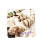 サランちゃんの猫スタンプ（個別スタンプ：8）
