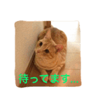 サランちゃんの猫スタンプ（個別スタンプ：9）