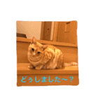 サランちゃんの猫スタンプ（個別スタンプ：11）