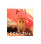 サランちゃんの猫スタンプ（個別スタンプ：12）