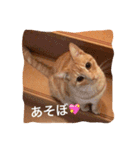 サランちゃんの猫スタンプ（個別スタンプ：15）