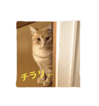 サランちゃんの猫スタンプ（個別スタンプ：16）