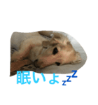 クウしゃん（個別スタンプ：2）