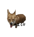 Shaula no Sticker（個別スタンプ：1）