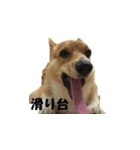 Shaula no Sticker（個別スタンプ：2）