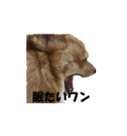 Shaula no Sticker（個別スタンプ：6）