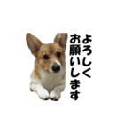 Shaula no Sticker（個別スタンプ：7）