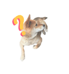 柴犬チビ（個別スタンプ：3）