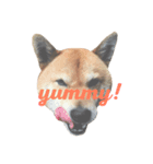 柴犬チビ（個別スタンプ：4）