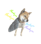 柴犬チビ（個別スタンプ：6）