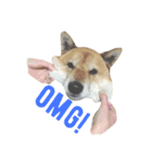 柴犬チビ（個別スタンプ：7）