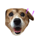 家族みんな大好き愛犬！さくら！（個別スタンプ：1）