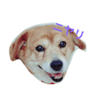 家族みんな大好き愛犬！さくら！（個別スタンプ：2）