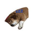 家族みんな大好き愛犬！さくら！（個別スタンプ：3）