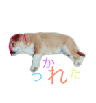 家族みんな大好き愛犬！さくら！（個別スタンプ：4）