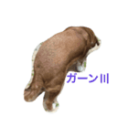 家族みんな大好き愛犬！さくら！（個別スタンプ：5）