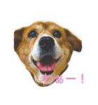 家族みんな大好き愛犬！さくら！（個別スタンプ：6）
