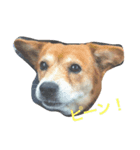 家族みんな大好き愛犬！さくら！（個別スタンプ：7）