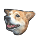 家族みんな大好き愛犬！さくら！（個別スタンプ：8）